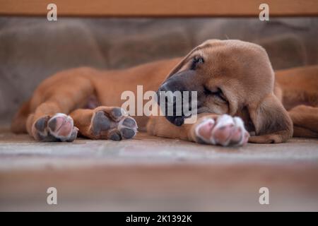 Broholmer dog breed puppy sleeping with his head over a paw, Italy, Europe Stock Photo