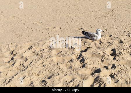 Juvenile Herring gull (Larus argentatus) on Bournemouth beach in the summer Stock Photo