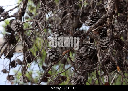 Old dry cones on a pine tree Stock Photo