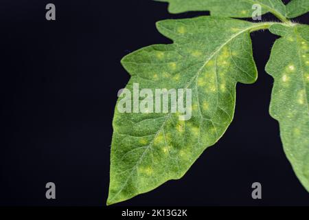 Yellow and white spots on tomato leaves. Plant diseases during the cultivation of vegetables Stock Photo