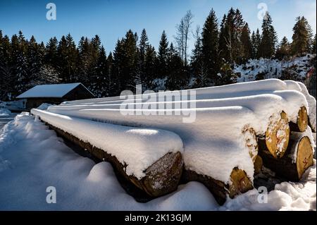 Am Etang de la Gruère in der Gem. Saignelégier am 15.01.2022.   *** Local Caption ***  Tree trunk, Etang de la Gruère, spruce, Jura, landscape, nature Stock Photo