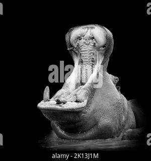 mono portrait of a hippo Stock Photo