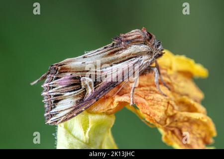 Vielzahn Johanniskrauteule, Actinotia polyodon, Eulenfalter, Noctuidae, Nachtfalter, Natur, Insekt, Schweiz, Lepidoptera, Schmetterling, Insektensterb Stock Photo