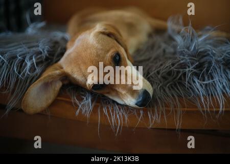 Little cute dachshund dog looking at camera on armchair. An red-haired or ginger dachshund is resting on a grey fluffy blanket. High quality photo Stock Photo