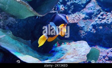 A closeup of Amphiprion clarkii, known commonly as Clark's anemonefish and yellowtail clownfish. Stock Photo