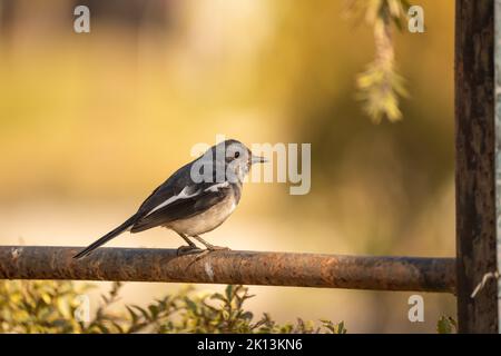 A closeup shot of an oriental magpie-robin sitting on a branch Stock Photo