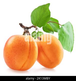 Ripe apricots on the branch with green leaves  isolated on white background. Stock Photo