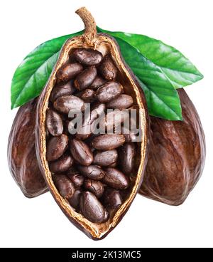 Three cocoa fruits with dried cocoa beans isolated on white background. Clipping path. Stock Photo