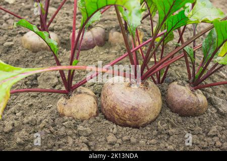 Large ripe beets in the kitchen garden. It's time for harvesting Stock Photo