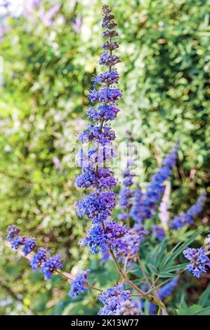 Tiny lilac flowers of Vitex agnus-castus, also called vitex, chaste tree Stock Photo