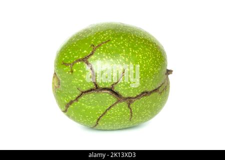 Walnut in cracked pericarp isolated on a white background. Single walnut in green peel Stock Photo