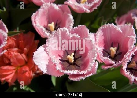 Pink decorative fringed tulips blooming closeup Stock Photo