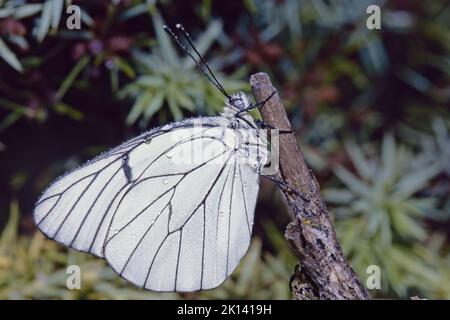 black-veined white butterfly covered of water drops, Aporia crataegi, Pieridae Stock Photo