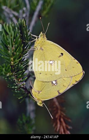 two specimens of clouded yellow butterfly in mating, Colias croceus, Pieridae Stock Photo