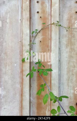 A vertical closeup shot of a metallic door with a thin long plant on it Stock Photo
