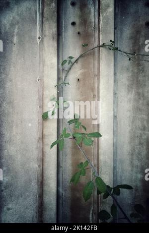 A vertical closeup shot of a metallic door with a thin long plant on it Stock Photo
