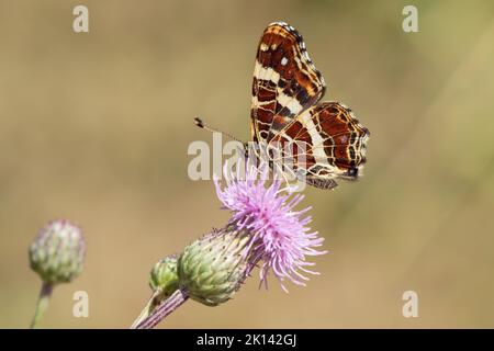 Map butterfly (Araschnia levana). Summer brood. Stock Photo