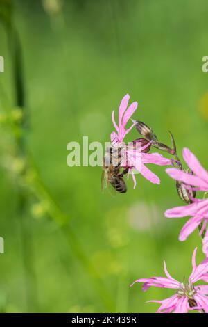 Honey bee on a ragged robin flower (Silene flos-cuculi). Stock Photo