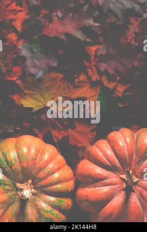 Halloween. Autumn still life with pumpkins, corncobs and leaves on wooden background Stock Photo