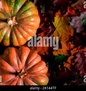 Halloween. Autumn still life with pumpkins, corncobs and leaves on wooden background Stock Photo