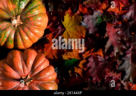 Halloween. Autumn still life with pumpkins, corncobs and leaves on wooden background Stock Photo