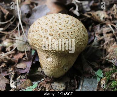 Common Earthball Fungus - Scleroderma citrinum Stock Photo