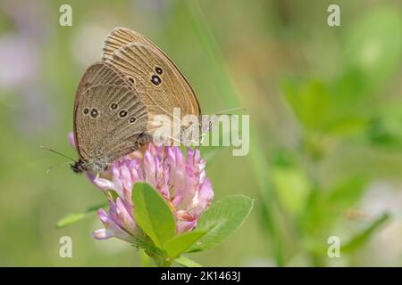Mating of ringlet butterflies (Aphantopus hyperantus). Stock Photo