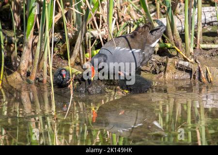 Wild, UK common moorhen bird (Gallinula chloropus) with two baby chicks at water's edge, clear reflection in water. Stock Photo