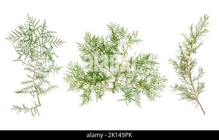 Branch of green thuja. on a white background Stock Photo