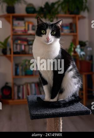 A young black and white cat sits on scratch post in the lounge and poses Stock Photo