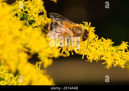 Honey bee on top of yellow goldenrod in the evening sun Stock Photo