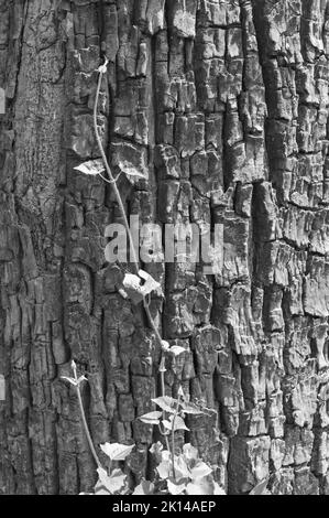 Black and white abstract tree trunk wood texture. Natural background. Vertical image. Stock Photo