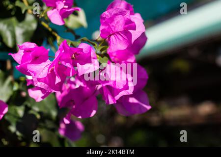 Bougainvillea purple flowers in a cluster or clump on a branch of a plant concept gardening and horticulture Stock Photo