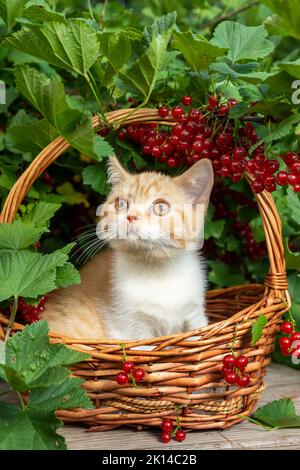 A British red-haired shorthair kitten is sitting in a basket made of vines against the background of a currant bush with red berries. The concept of t Stock Photo