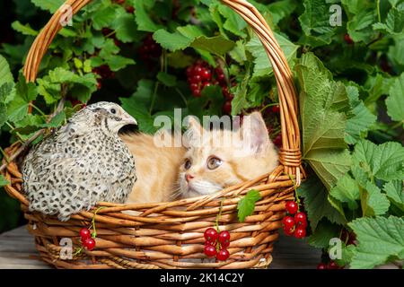 A British red-haired shorthair kitten is sitting in a basket made of a vine with a quail bird on the background of a currant bush with red berries. Th Stock Photo