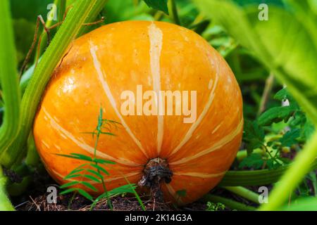 Yellow pumpkin grows in the garden on a sunny autumn day, closeup outdoor photo Stock Photo