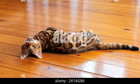 Young purebred bengal cat resting on the floor Stock Photo