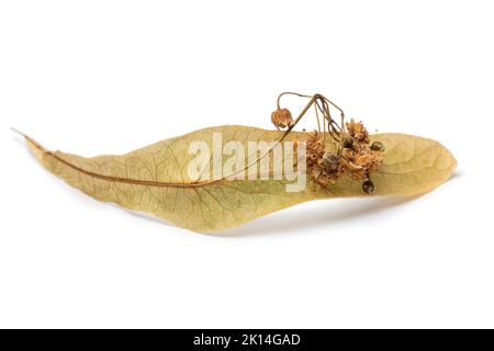 Single leaf of dried tilia blossom close up isolated on white background Stock Photo