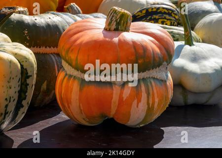 Fresh whole Turks Turban Pumpkin, Cucurbita maxima, close up  outdoors in autumn sunlight Stock Photo