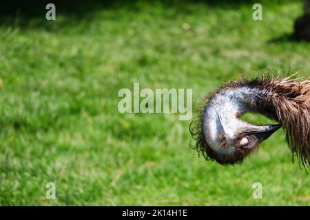 Flexible Head of Emu bird close up Stock Photo