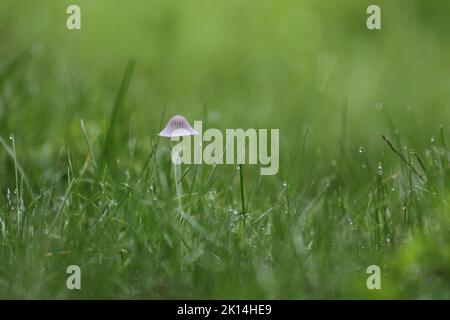 Tiny mushrooms in close up in green grass in the early morning dew Stock Photo