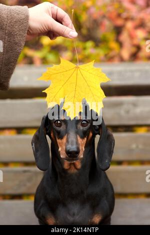 human hands hold an autumn yellow maple leaf near a Dachshund dog Stock Photo