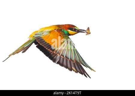 beautiful bird flying isolated on white background Stock Photo