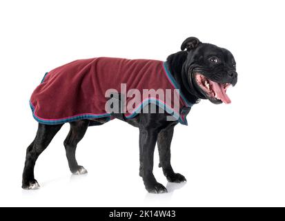 staffordshire bull terrier in front of white background Stock Photo