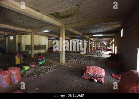 Potato drying and segregation area of a cold storage. West Bengal ...