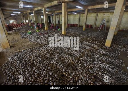 Potato drying and segregation area of a cold storage. West Bengal ...