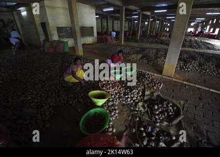 Potato drying and segregation area of a cold storage. West Bengal ...