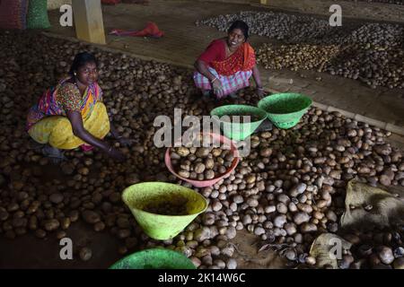 Potato drying and segregation area of a cold storage. West Bengal ...