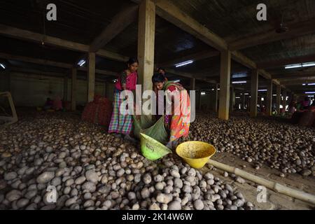 Potato drying and segregation area of a cold storage. West Bengal ...