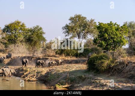 An amazing close up of a huge elephants group crossing the waters of an African river Stock Photo